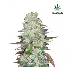 G14 Auto - FastBuds
